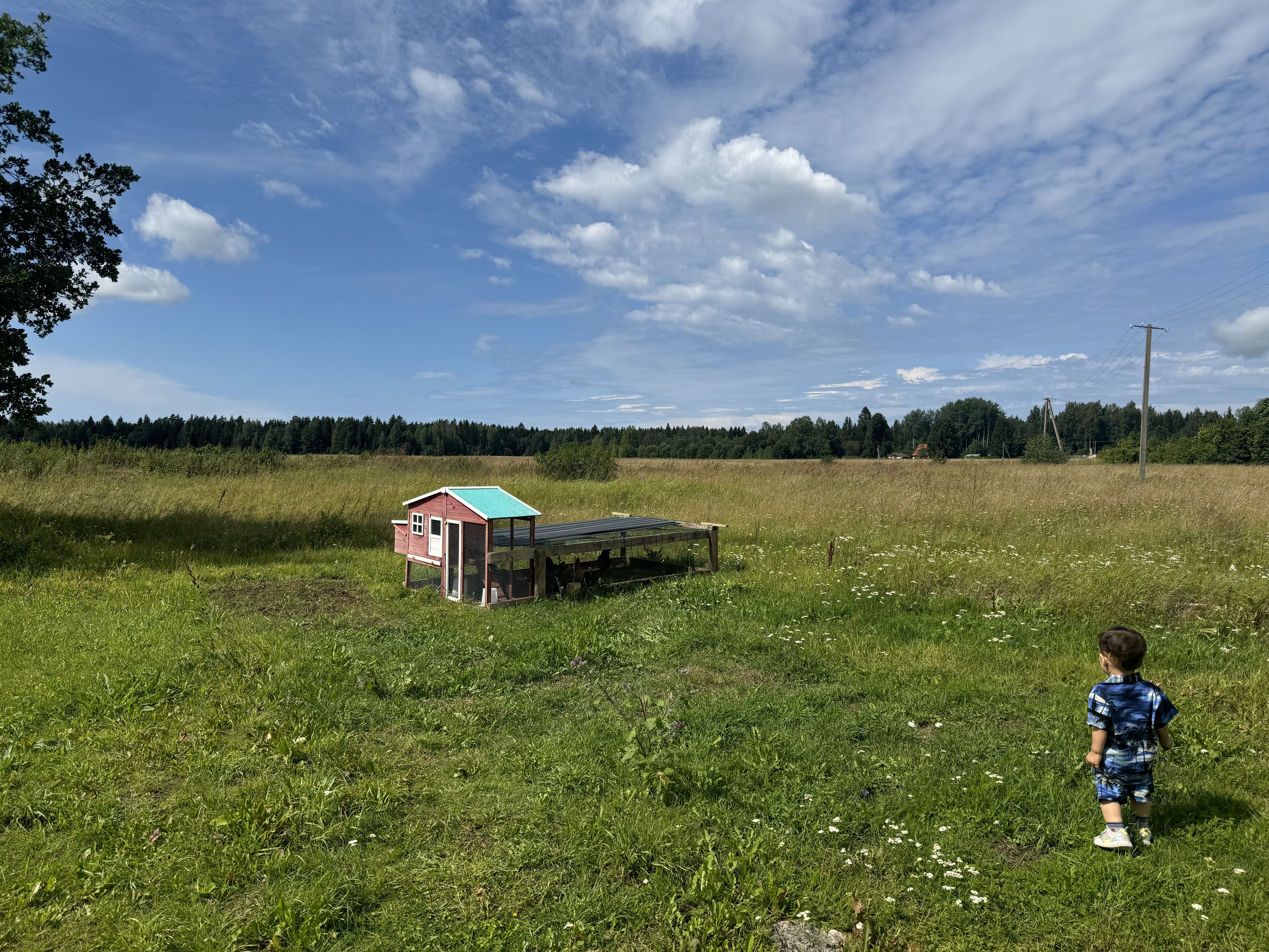 うちの庭には鶏がいた