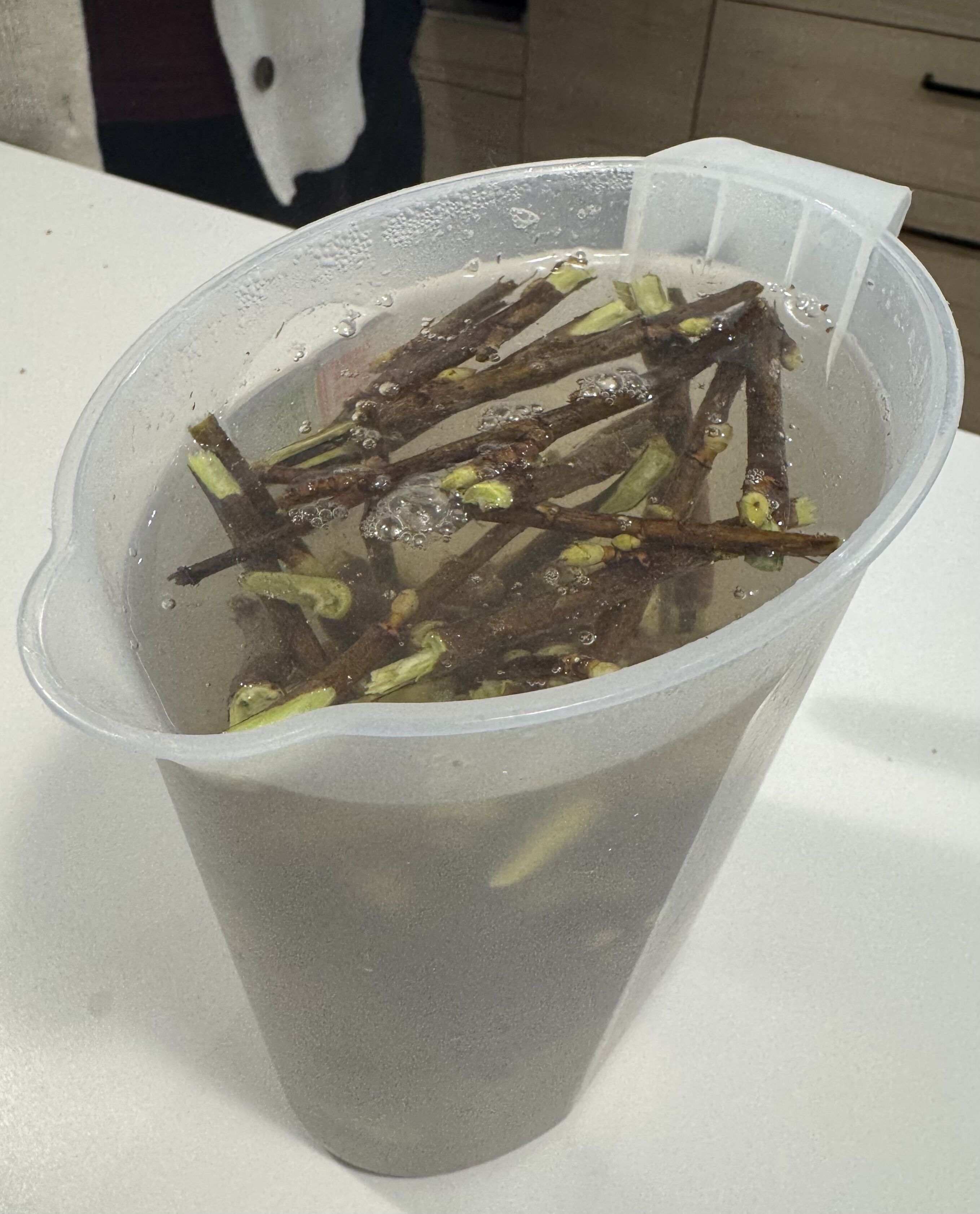 枝はまだ浮いている