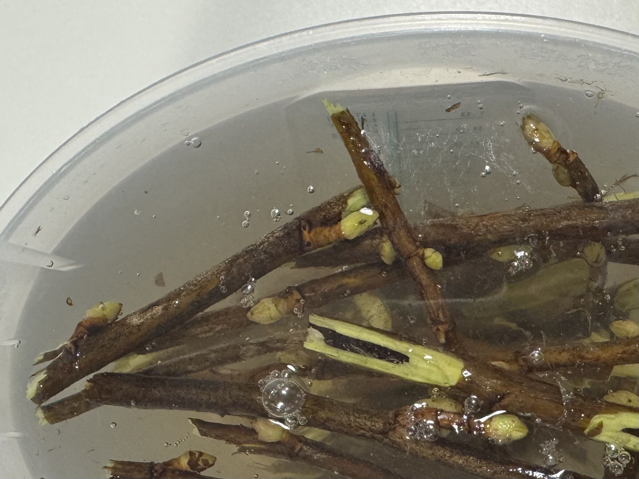 カシスの枝で作るティー