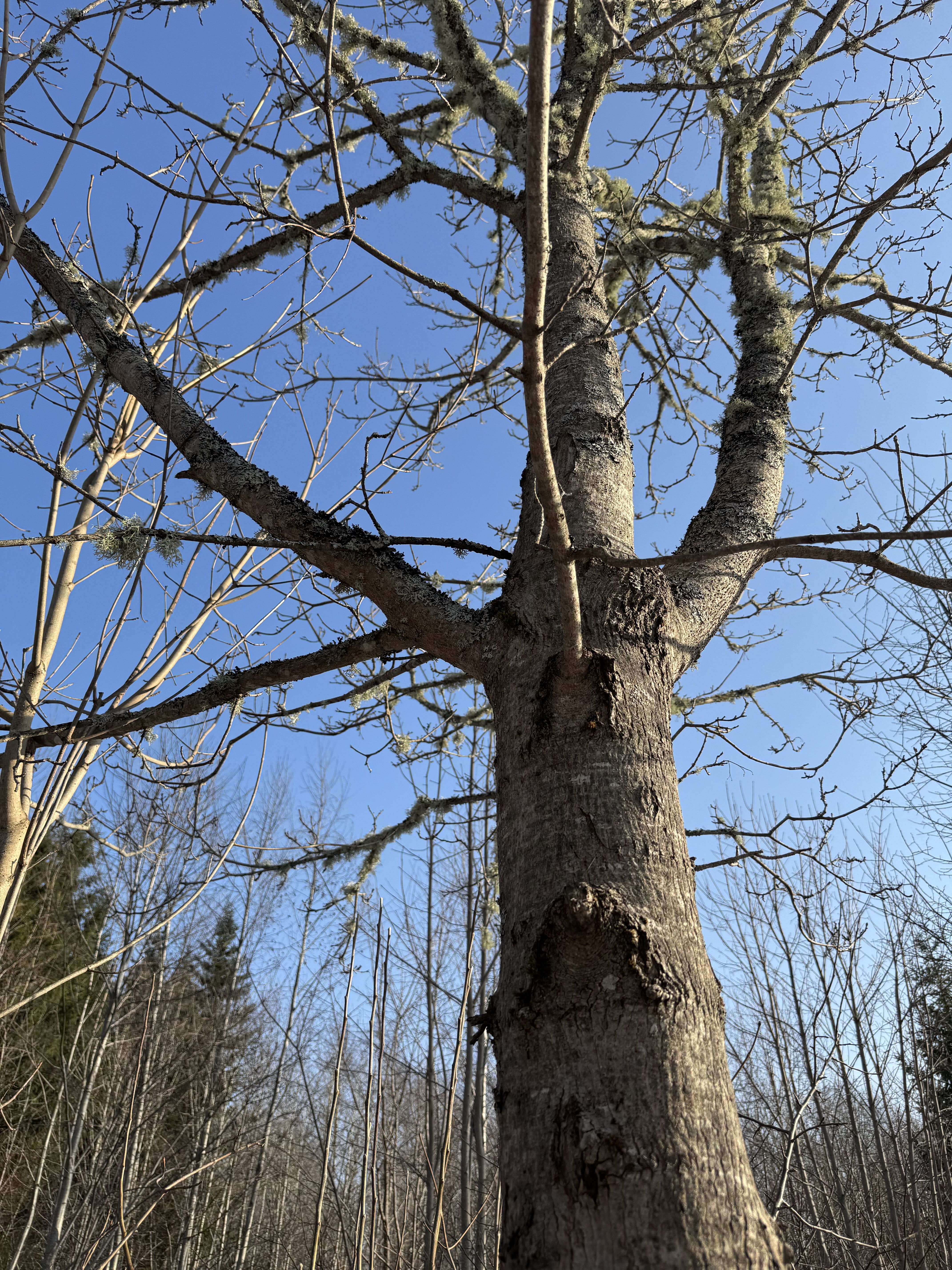 雪が溶けたら楓の樹液が出る