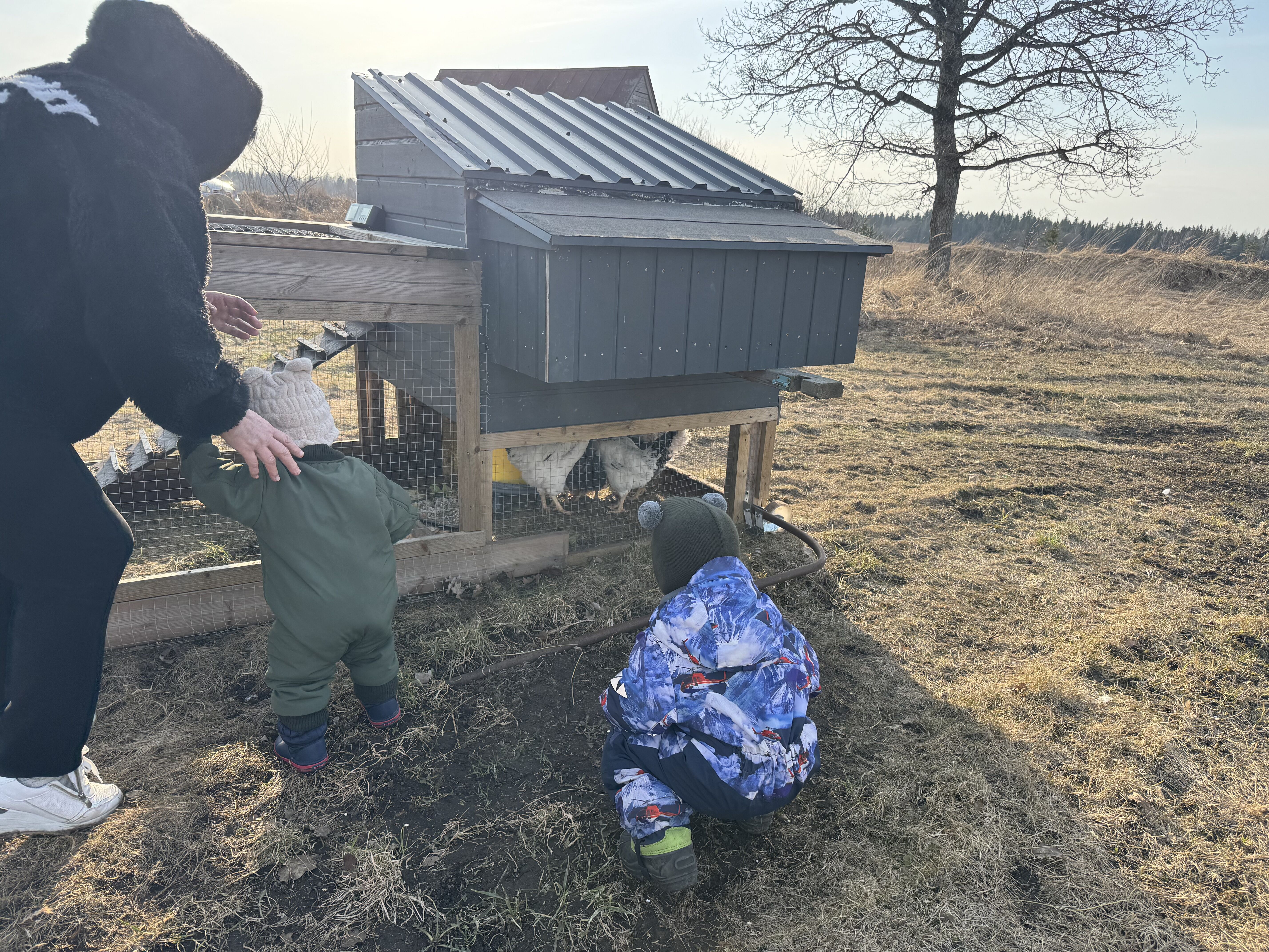 新しい鶏をお迎えした