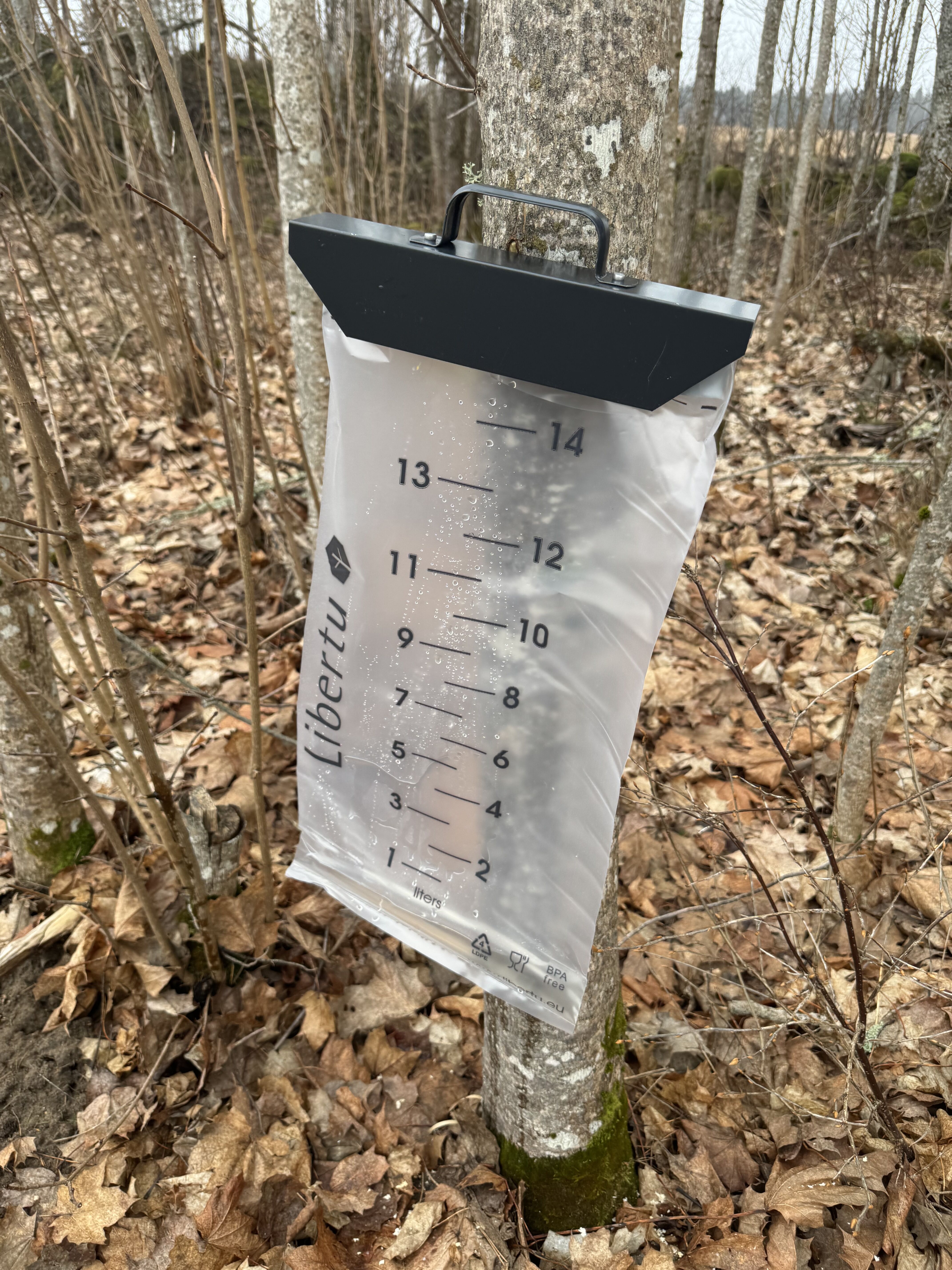 楓の樹液、やり直し