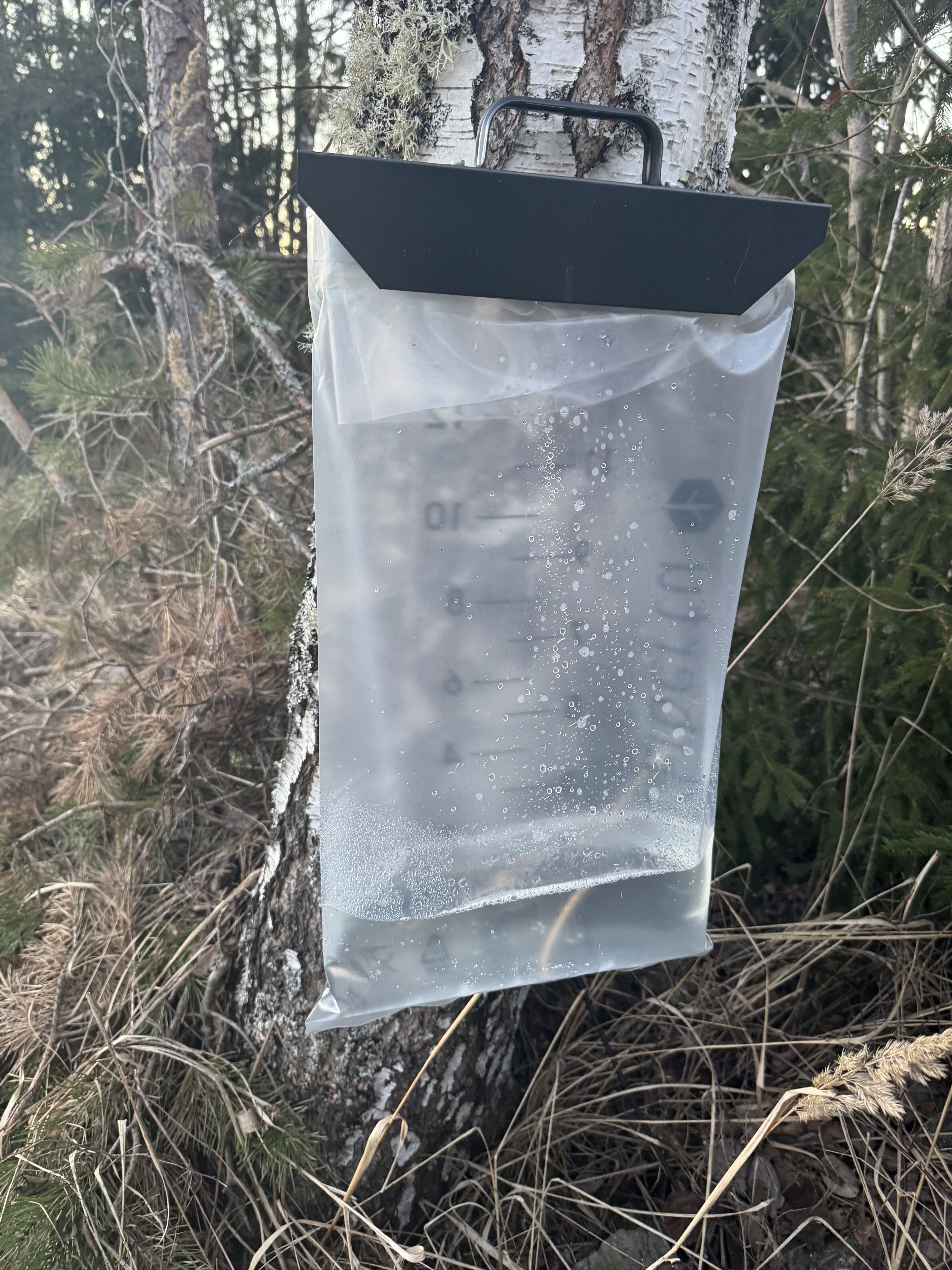 白樺樹液を採って飲む