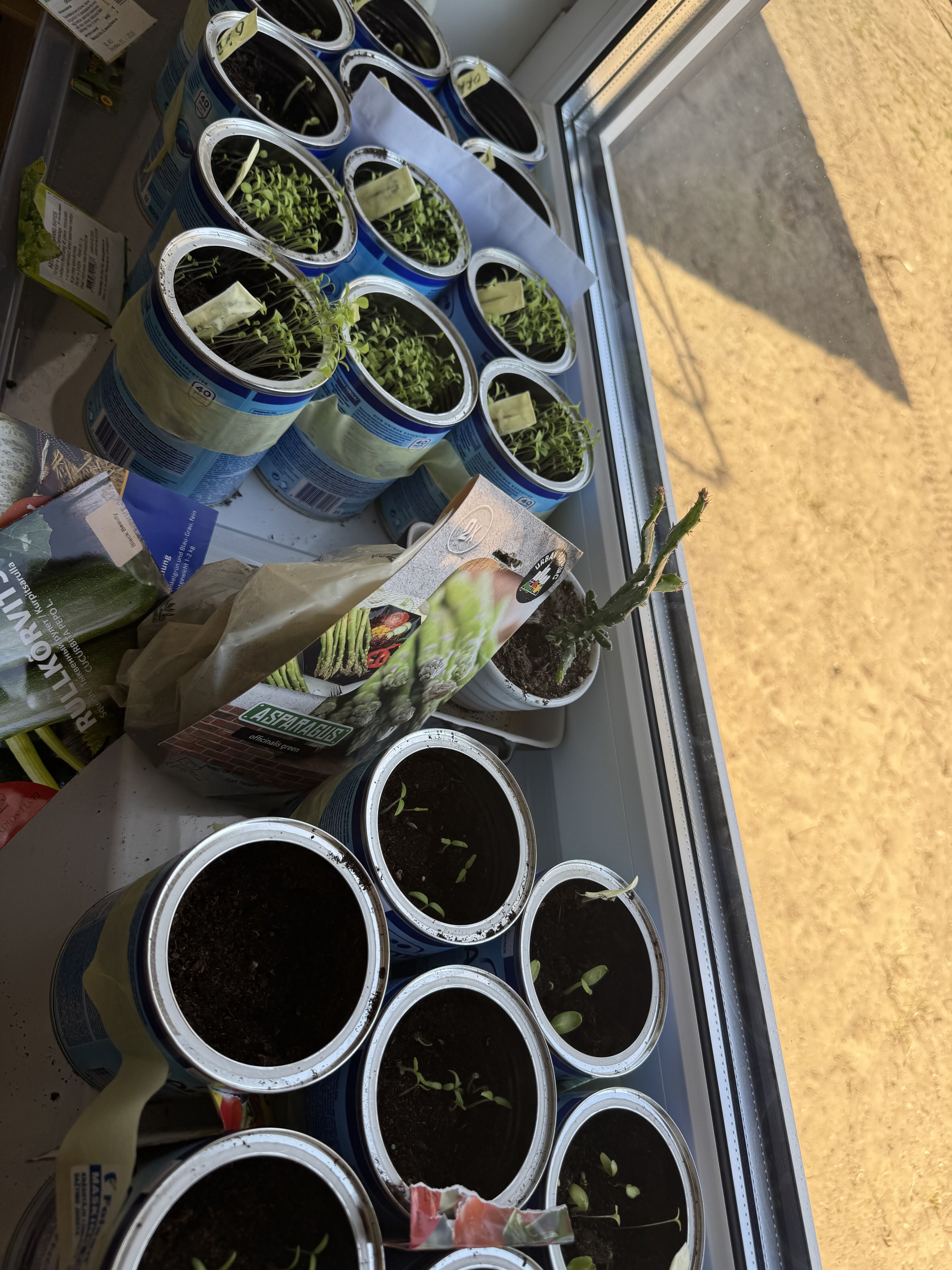 家庭菜園、芽が出た