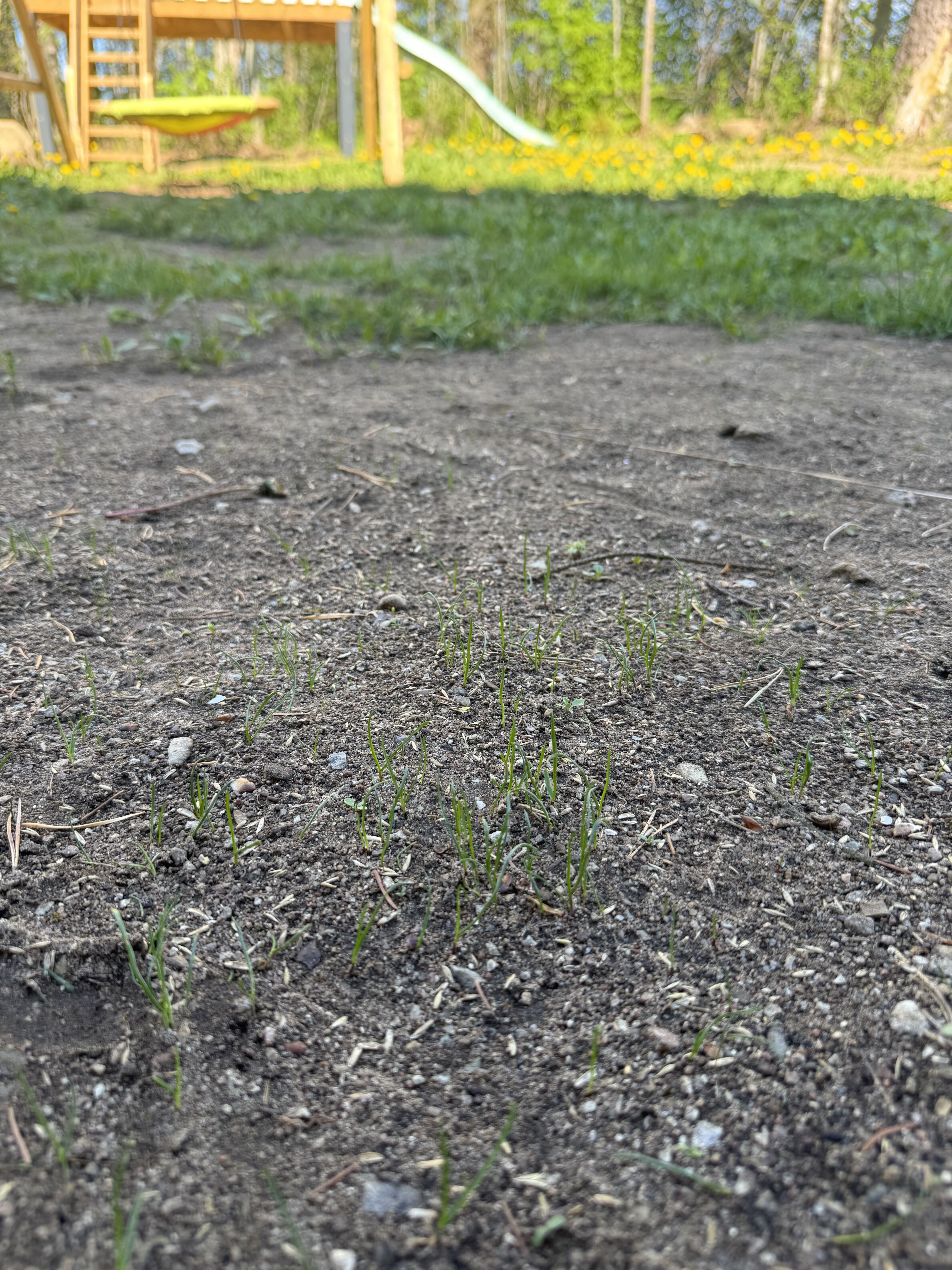 芝が少し生えてきた