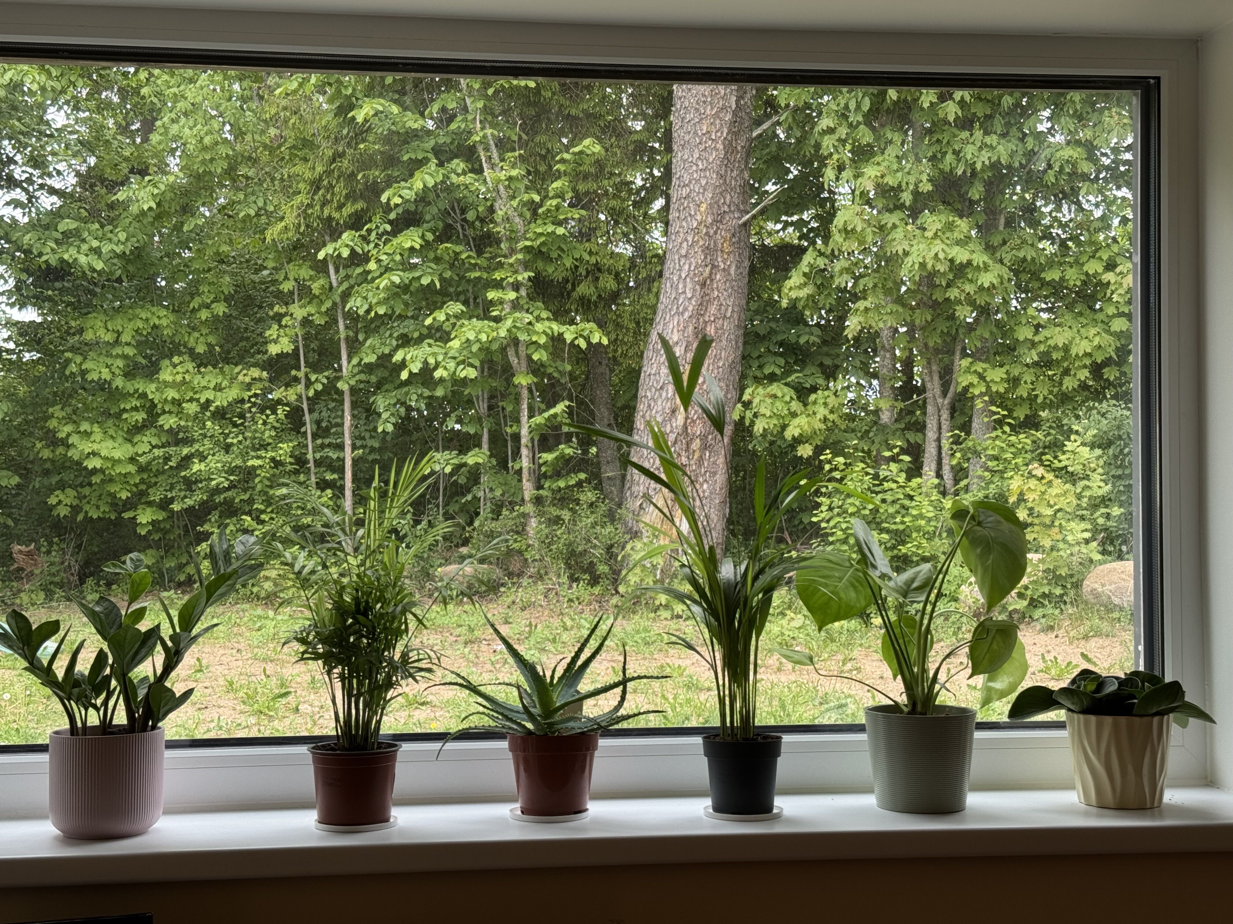 観葉植物を育ててみる